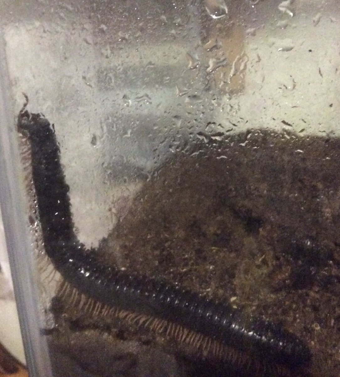 tommy_pegasus's tweet photo. Hereβs a rare sighting of Lily the giant millipede coming out to drink the moisture off the walls of her tank! She lives in Teen2βs bedroom, next to the tropical tomato frog. #BuildingAZoo https://t.co/3zoQ0RzK60