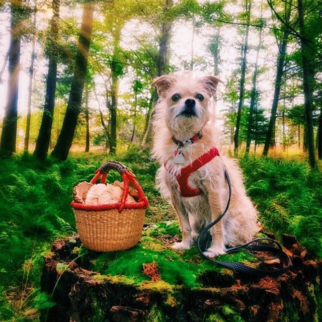 J5MM_Blog's tweet image. What a good little foraging buddy 🐶🌲🍄
.
.
.
.
.
#mushroomhunting #foragingforest #scruffydog #terrier #shaggyparasol #sanjuanisland #fridayharbor ift.tt/35TyUSp