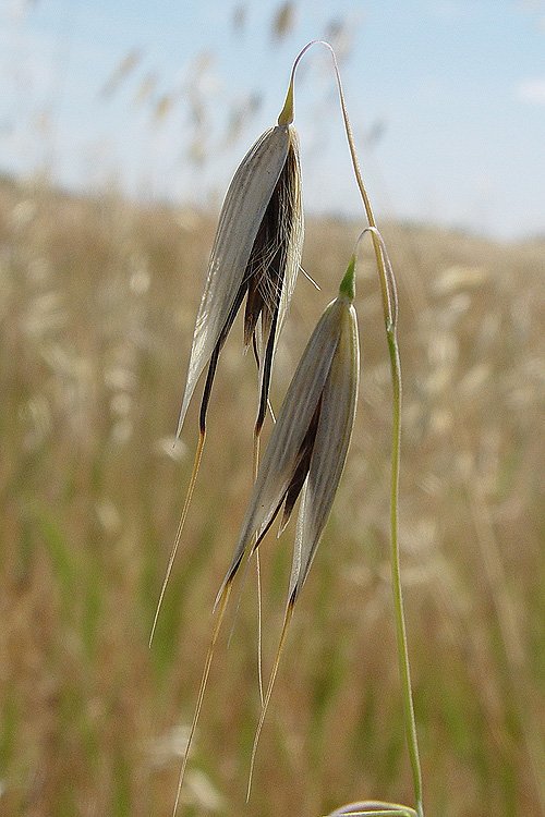 “The moment one gives close attention to any thing, even a blade of grass it becomes a mysterious, awesome, indescribably magnificent world in itself.”
— Henry Miller