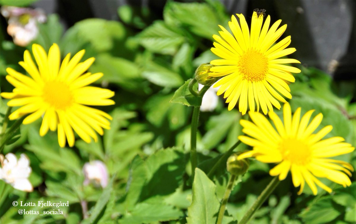 Three yellow flowers of Leopard's bane among wood anemones
