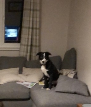 millypod1's tweet photo. 🆘NESSA #Lost #ScanMe Border Collie Female
Thrimby Grange Farm between #Shap #Hackthorpe 
#LittleStrickland #Thrimby nr #Penrith #Cumbria #CA10 
Possible sighting on the outskirts of Hackthorpe at 4am 21/10/19 in the woods heading towards Lowther Village
https://t.co/anmaAVR7jK https://t.co/JlYiCBfrfw
