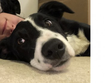 millypod1's tweet photo. 🆘NESSA #Lost #ScanMe Border Collie Female
Thrimby Grange Farm between #Shap #Hackthorpe 
#LittleStrickland #Thrimby nr #Penrith #Cumbria #CA10 
Possible sighting on the outskirts of Hackthorpe at 4am 21/10/19 in the woods heading towards Lowther Village
https://t.co/anmaAVR7jK https://t.co/JlYiCBfrfw