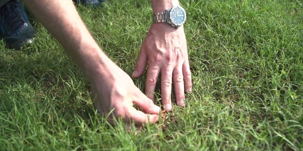 SyngentaTurf's tweet photo. "Manuscript has performed very well against tough weeds like #crabgrass. We’ve consistently seen a level of control up to and above 90% with excellent turf safety." -@lanetredway
https://t.co/N7L6Cqgl2C
#Time4Manuscript https://t.co/Z0eJEQ8MJS