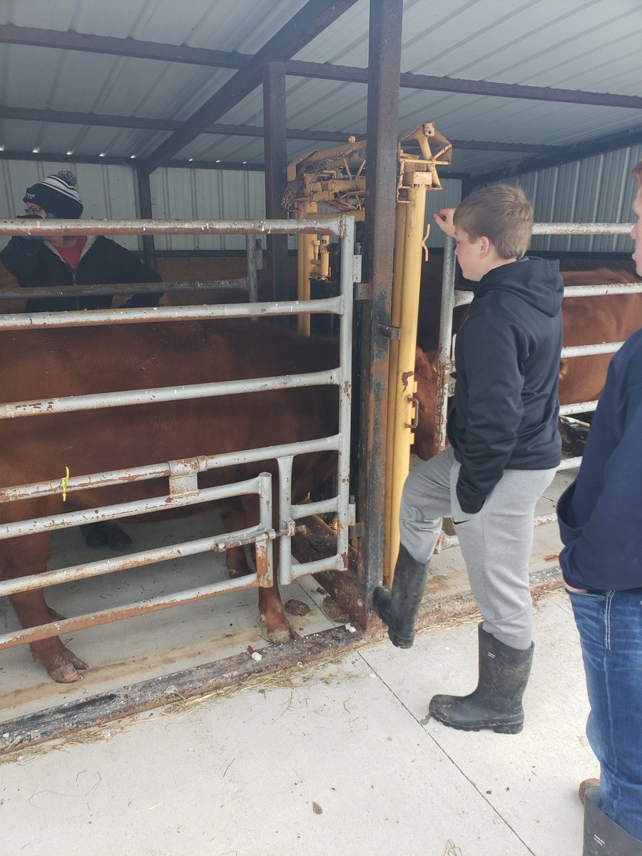 CCC_Milkshake's tweet photo. This morning, we preg checked the cows and was able to give some pre-wean shots on the calves. We are excited to be expecting 2 more calves this year! Advanced animal science class worked on calculating due dates of our animals. Thank you @FellowsFarm for your help! https://t.co/FdXcv2KzxK