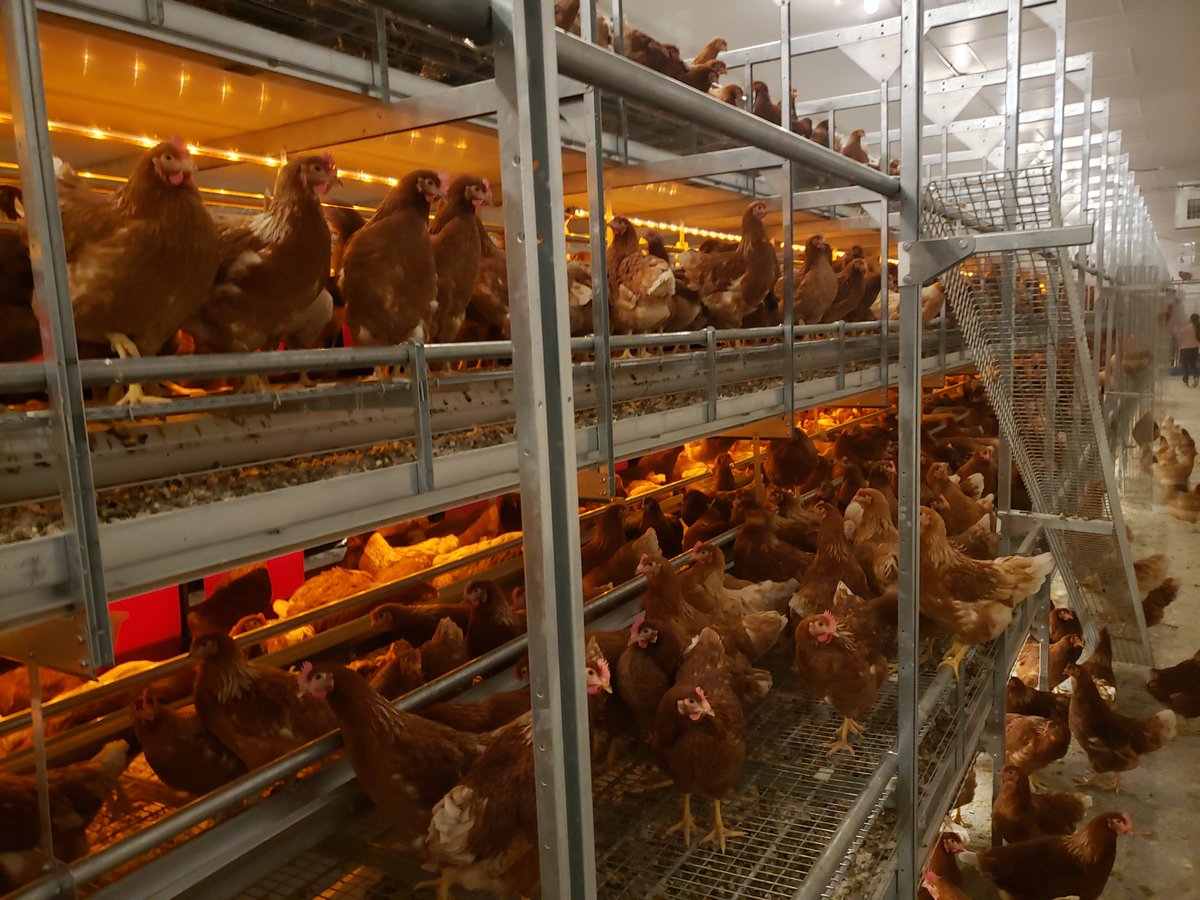 We will be at the Gras Open House on Sunday showcasing our <a href="/farmerautomatic/">Farmer Automatic CA</a> Loggia 3 tier aviary housing. See the link for more info! #ontag #organiclayer  clarkagsystems.com/event/gras-ope…