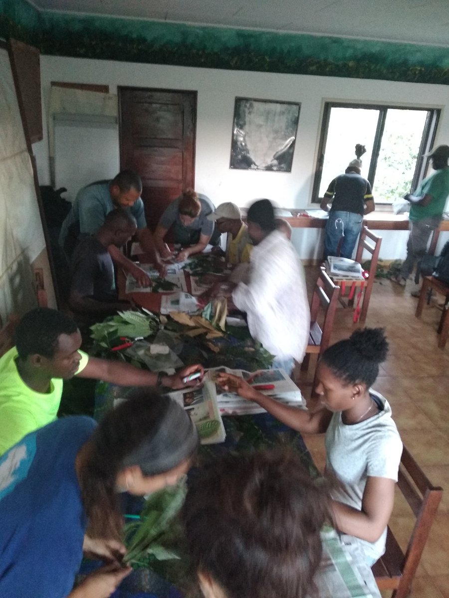 Training taking place today in Bom Successo botanical garden. How to press herbarium specimens.