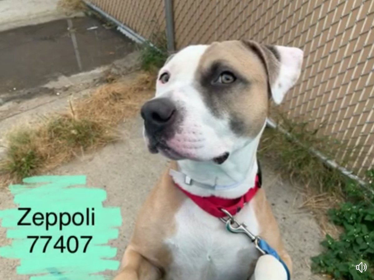 ginachron's tweet photo. ZEPPOLI 4yrs #77407 #BrooklynAC TO DIE 22/10. A wonderful boy, was fearful but blooming now! To save dogs, #Rescues need #Foster homes, but there's a CRITICAL shortage! If you can #Foster (free+temp) or #Adopt🙏EMAIL MustLoveDogsNYC@gmail.com NOW
PLEDGES➡️https://t.co/pQkRqZ0dN9 https://t.co/2hsf4y04m3