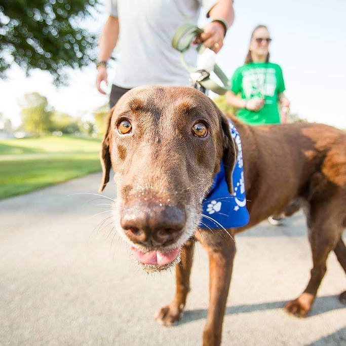 LVCRelay4Life's tweet image. 6️⃣ more days until the kick off for Bark for Life!! Sign up at relayforlife.org/barklvcpa or sign up at the event!!
.
.
Bark back against cancer this Sunday on the social quad!
#LVCBarkForLife #AmericanCancerSociety #acs