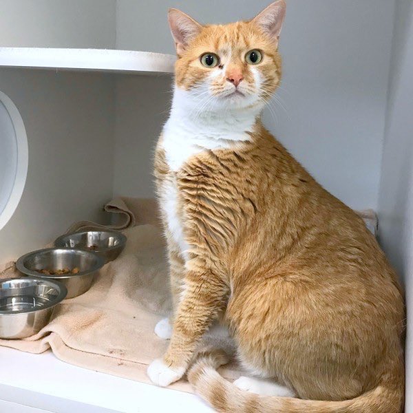 MorrisAnimal's tweet photo. Amber has had it with you people and your phony Presidential Qualifications clause. If she wants to run for President, she will - none of this nonsense about being 35 years old. Amber 2020: because a kitty’s place is the White House. Or your house. Adopt: https://t.co/6x3eOfMET2! https://t.co/ActNAnHDlf