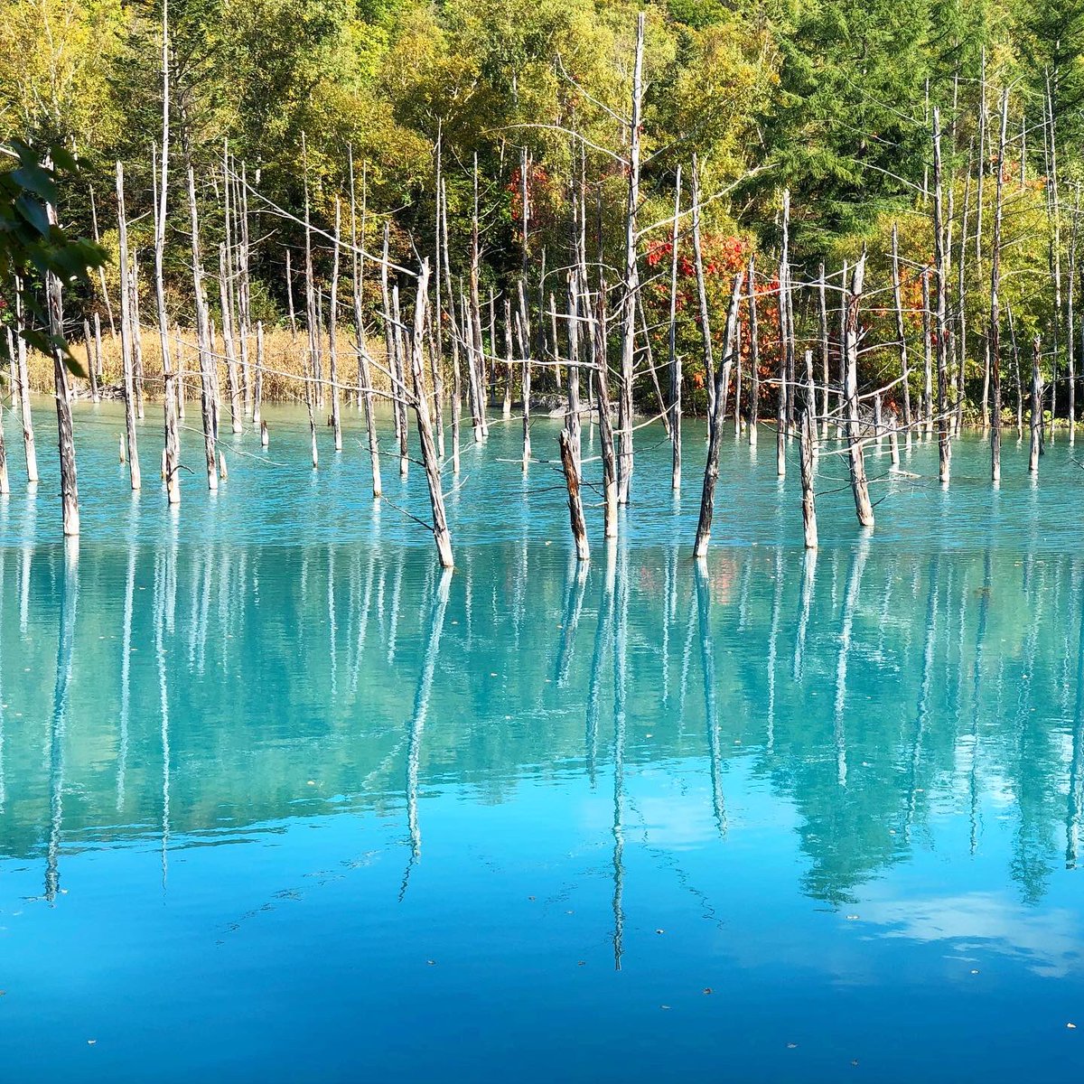 おしゃまち歩き 北海道 V Twitter 北海道美瑛町 青い池 神秘的で美しい 青い池 青い池がこんなにも青く見えるのは 水中のコロイド粒子に太陽光が衝突し 波長の短い青い光が散乱されるためと言われています 撮影日 10月初旬 北海道 北海道旅行 北海道