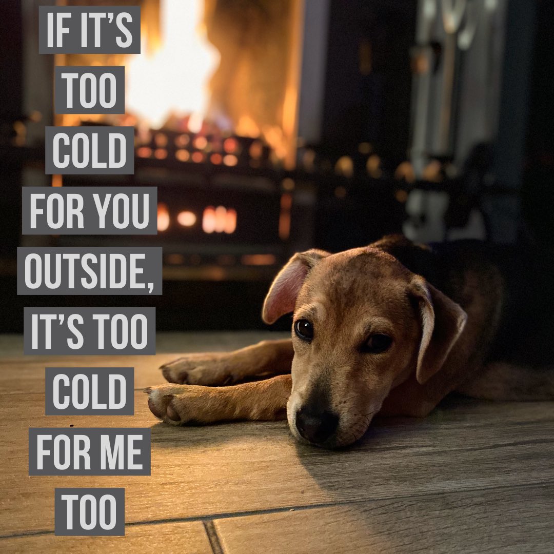 RosiesTrust's tweet photo. Hasn’t there been a serious temperature change in the last couple of days!!
Domestic dogs feel it too - they don’t all need or want to sleep this close to a fire but some shelter as the temperature drops will keep them happy ❤️
#dogs #dogsofni #charity #toasty https://t.co/HlpysPV5so