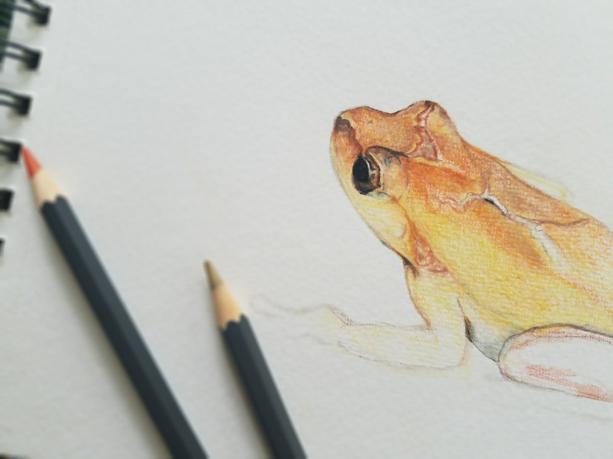 mikeraubeboyer's tweet image. Work in progress #springpeeper #frog #art #workinprogress #artwork #wildlife #wildlifeart