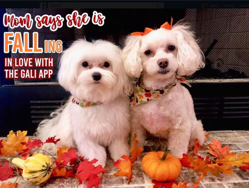 GaliHealth's tweet photo. Thank you Amber at the @ostomydiaries for entering your sweet pups into the #GaliPets giveaway (https://t.co/SiJOiC6thK).

We think you said it best—support pets are PAWsome!

#chronicillness #supportpet https://t.co/b8TXoJBeHR