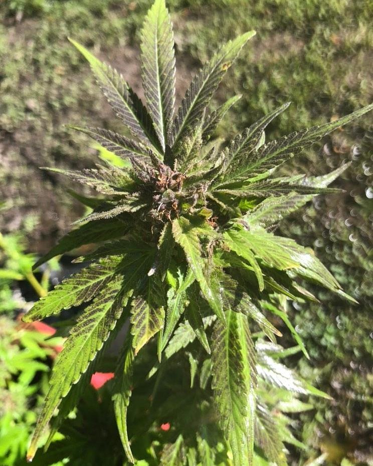 MJBlogCanada's tweet image. The Beauty of cannabis ♥️

#stonerfam #MJBlog #puffpuffpass  #highlife #highsociety #weedculture #stayhigh #stonernation #IamCannabis #cannabis #cannabiscommunity #weed #marijuana #weedporn #weedsociety #cannabisculture
#hightimes #smokeweedeveryday #MondayMood #cannabiscanada