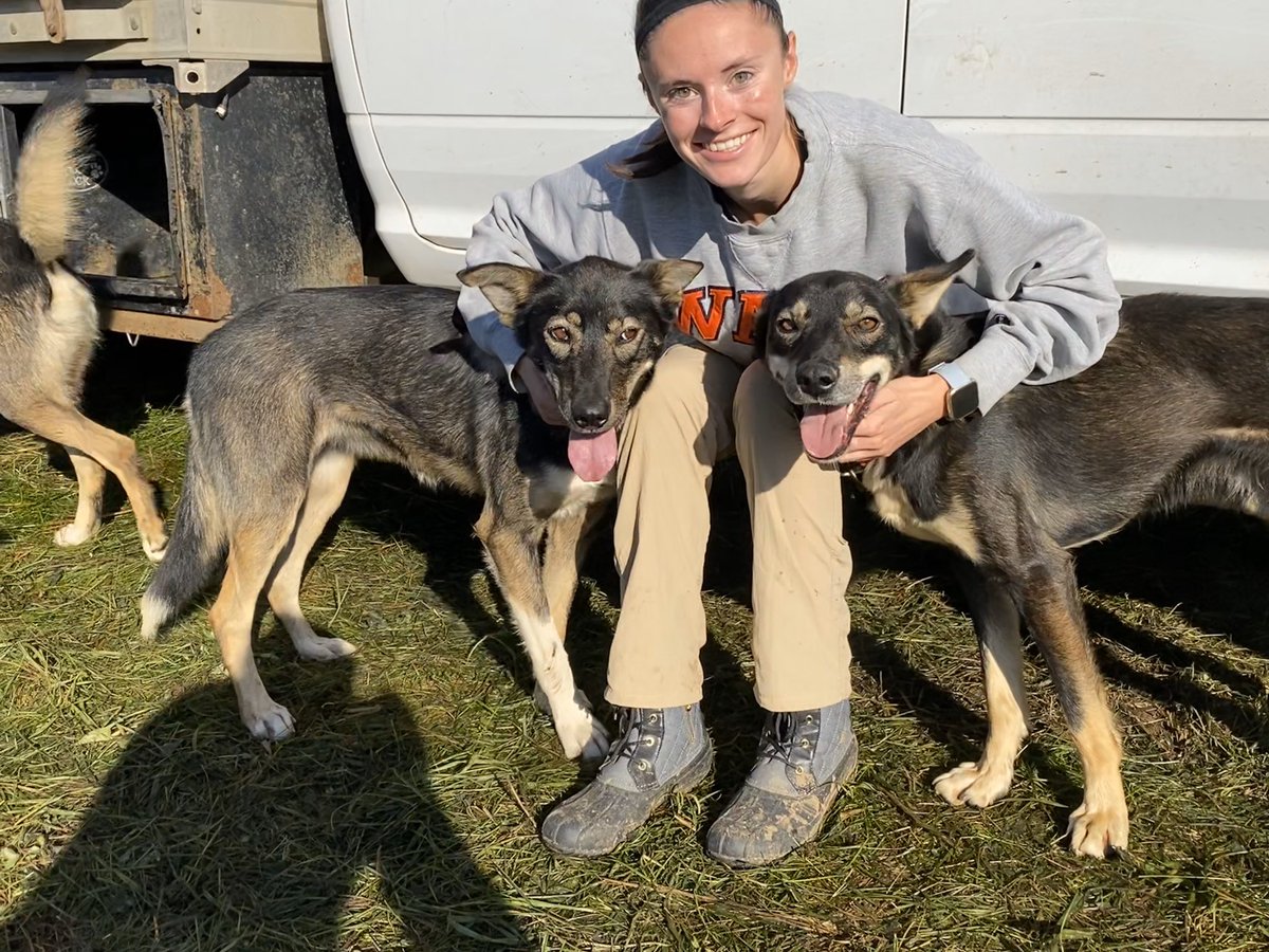 I had the pleasure of visiting Mountain, WI this past weekend and assisting with races at Doty’s Dusty Dog Dryland Race! Follow this thread for all the sled dogs, racing, and friends you can handle!  #uglydogs  #dotydogs  #ddddr  #MusherTwitter  #sleddogs