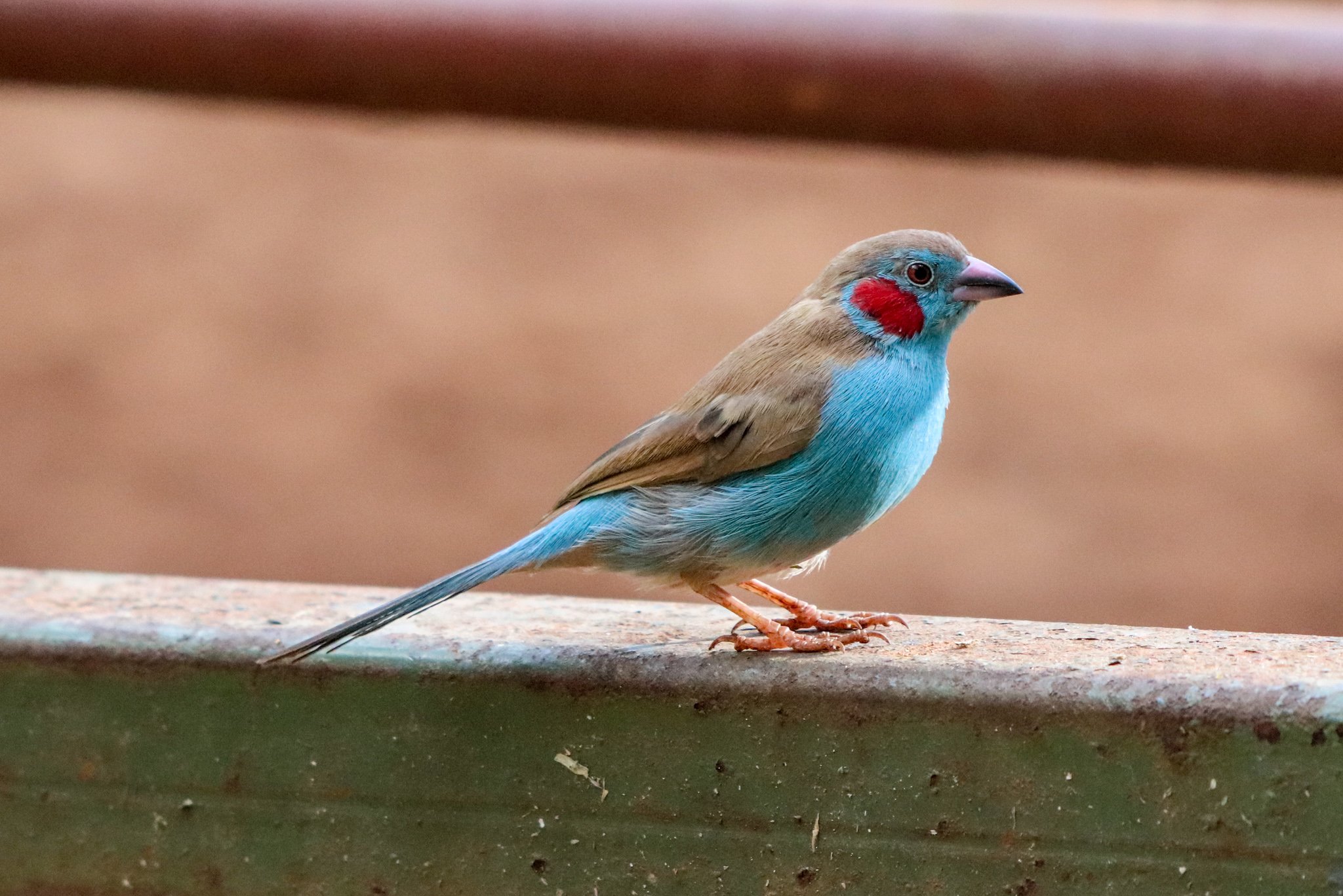 くま Na Twitterze 赤いチークが可愛らしい セイキチョウ 野鳥 T Co 0zsreksvhz Twitter くま Na Twitterze 赤いチークが可愛らしい セイキチョウ 野鳥 T Co 0zsreksvhz Twitter