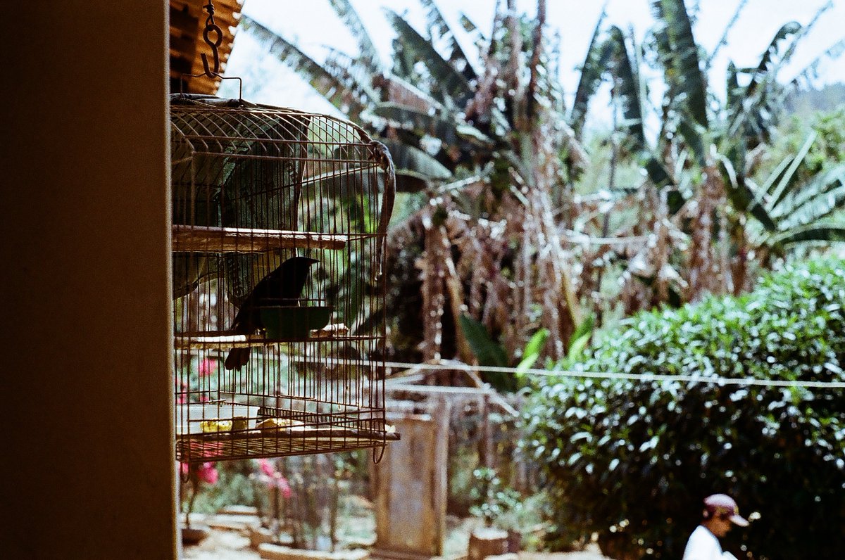 馬麗璐 maria luana tweet media