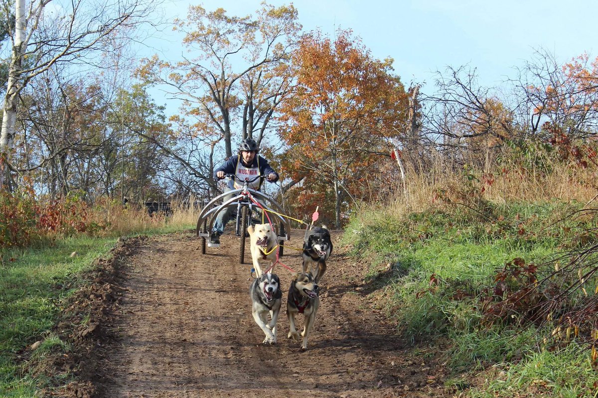 The first race was adult 4 dog rig. Q ran with Pepe, Clem, Spike, and Colbert! Check out those tongues!