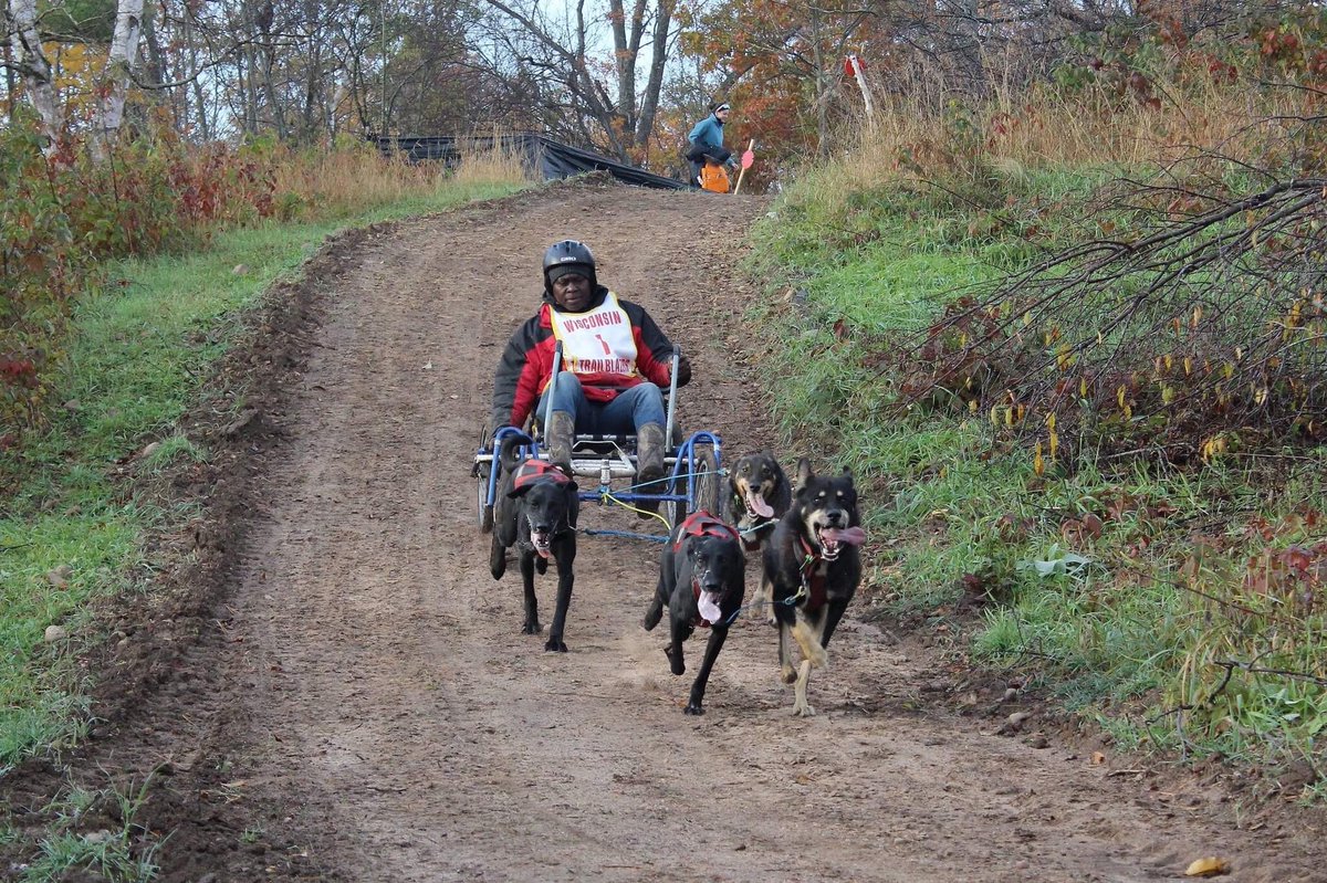 The first race was adult 4 dog rig. Q ran with Pepe, Clem, Spike, and Colbert! Check out those tongues!