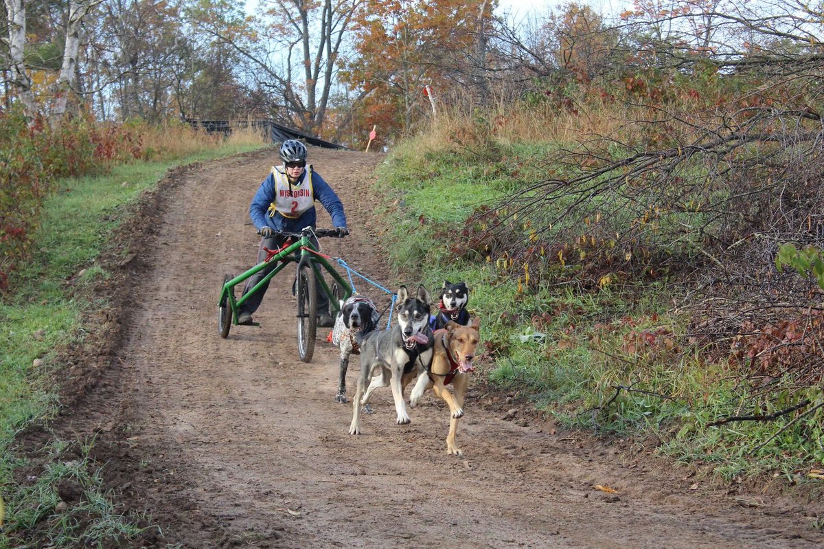 The first race was adult 4 dog rig. Q ran with Pepe, Clem, Spike, and Colbert! Check out those tongues!