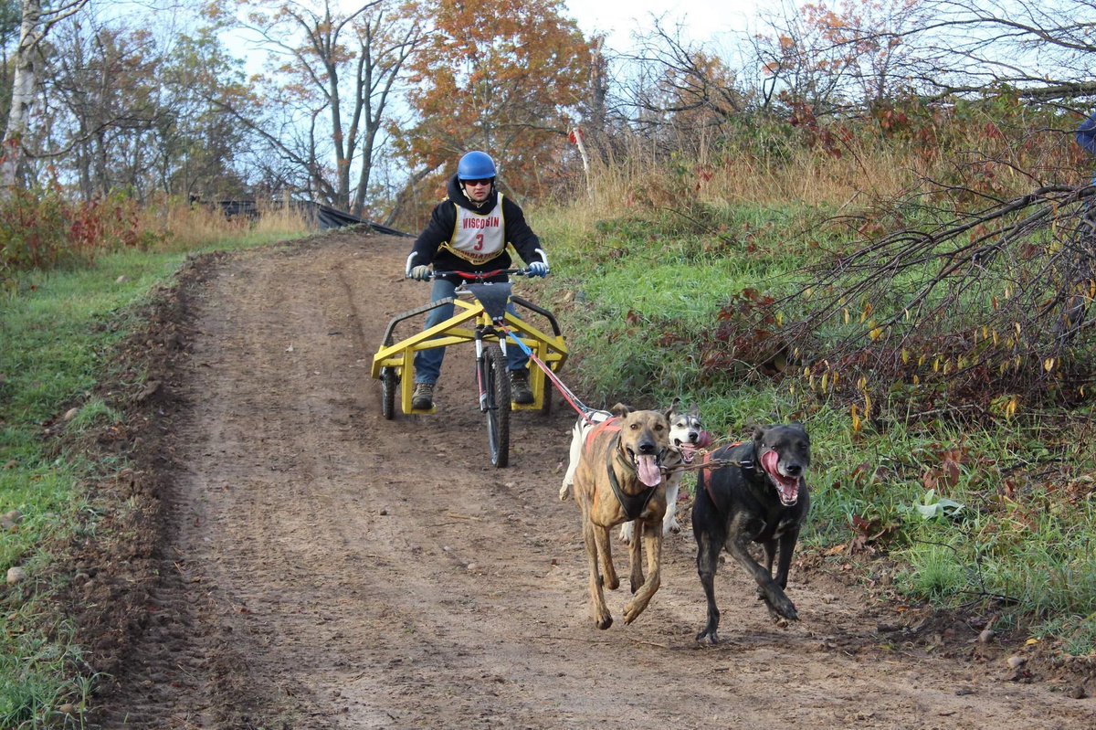 The first race was adult 4 dog rig. Q ran with Pepe, Clem, Spike, and Colbert! Check out those tongues!