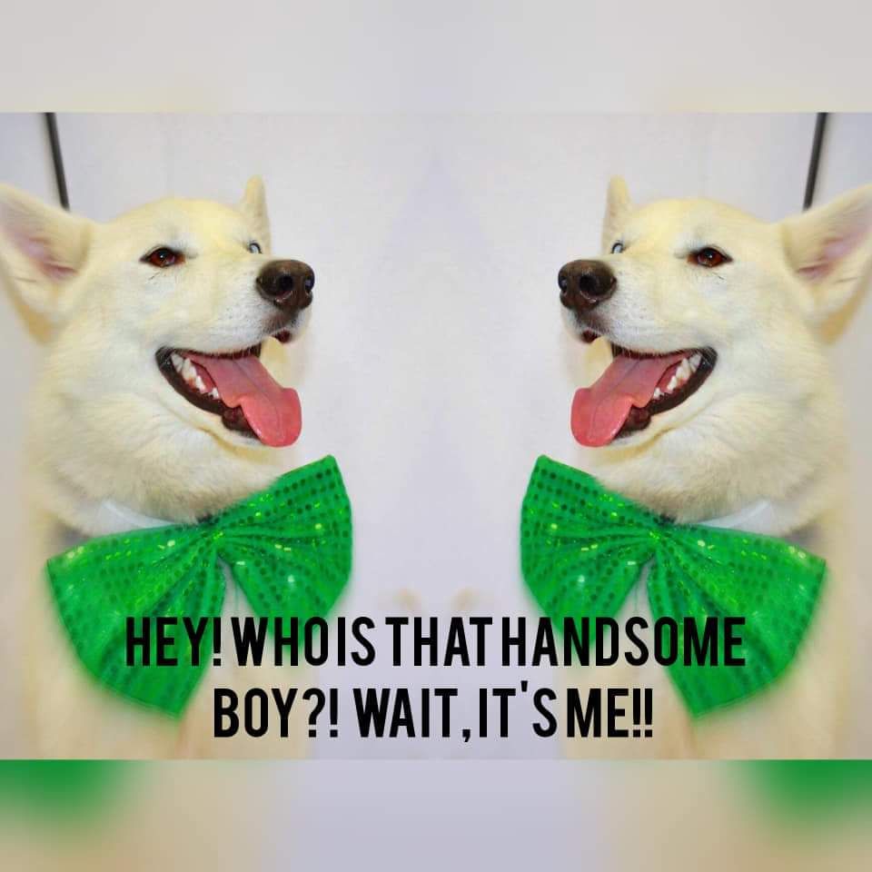 🐾Brooks Animal Protection Society🐾 tweet media