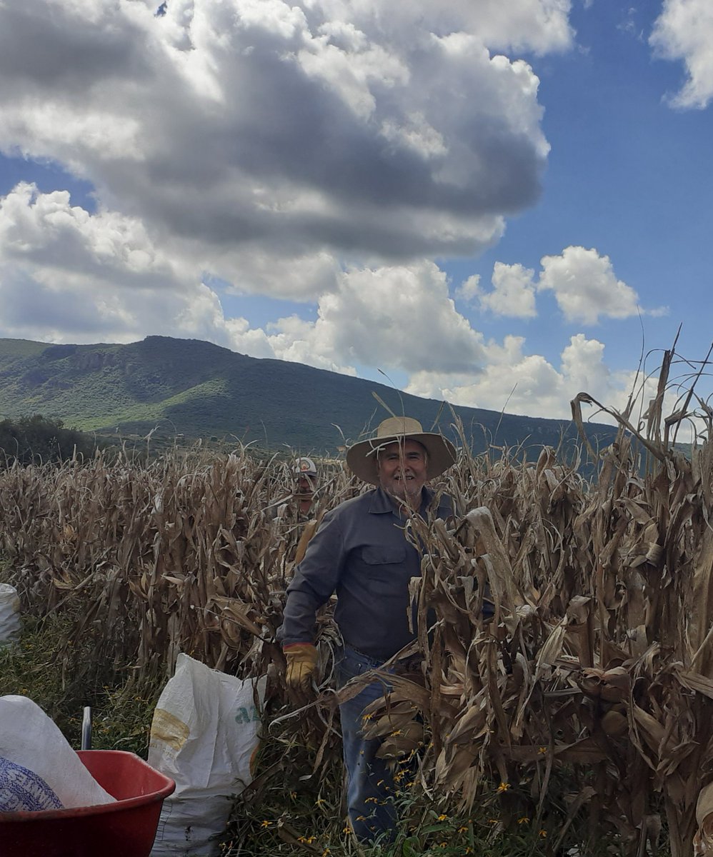 GabysJaralillo's tweet photo. Esa cara de felicidad cuando sabes qué tú  esfuerzo a valido la pena. #productorescincodefebrero Cosechando híbrido H-377. #profesionalizacionagropecuaria @SDAyR_GTO @DesdeGto @pepegmichel https://t.co/QNRJEVqREg