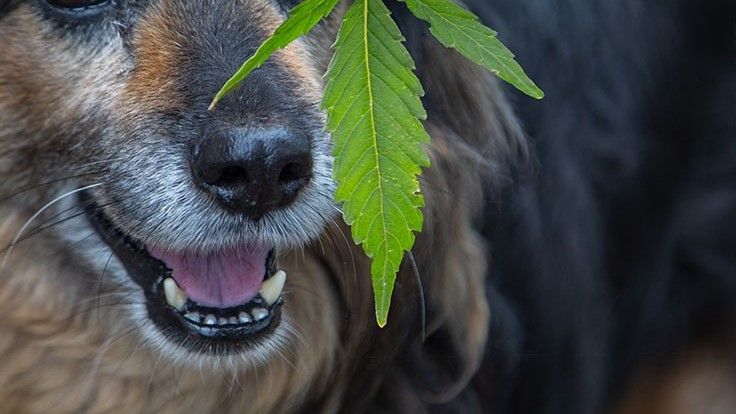 Nuleaftahoe's tweet photo. CBD for Arthritic Dogs: University 'Clinical' Trial  https://t.co/uMAmWmPYsZ https://t.co/OzuvrjI5lp