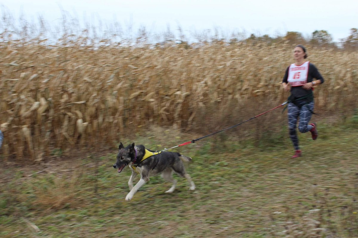 The last race on Saturday was adult canicross.  @marneleigh ran with Boudica! Also, Erin from  @OtterRunKennel ran with Ebb. Erin came in second for canicross!