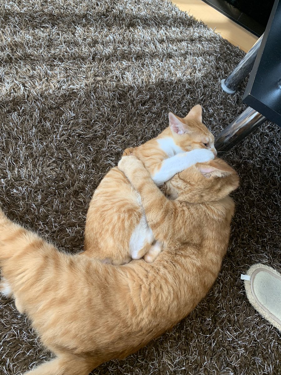 お お ㄘ ゅ き P 生涯えりな推し 毎月22日は えりにゃんにゃんの日 猫の日 ケロちゃんと名付けてもらった保護猫は連れて来た頃 4枚目 に比べて元気過ぎるくらい元気ฅ W ฅﾆｬﾆｬｰﾝ 目の瞬膜戻らないけど 先代猫と喧嘩しながら仲良くしてるよ