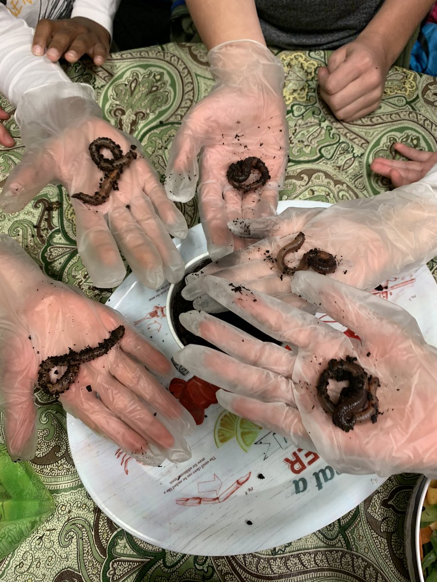 Hello3GLearners's tweet photo. Meet our worms getting ready to move into the homes we’re building! https://t.co/v7aDLRcwMF