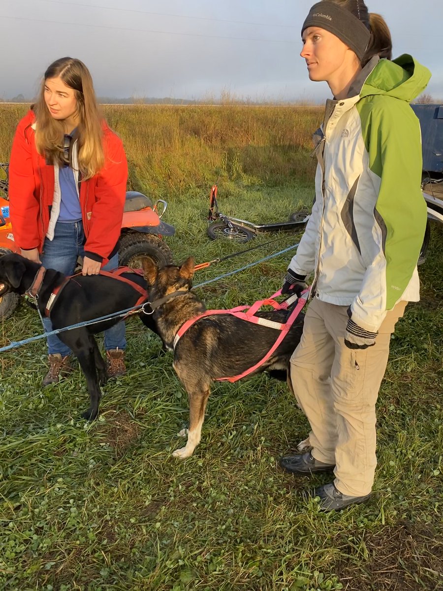 Sunday’s races were a repeat of Saturday’s, with the goal of bettering your time and having the fastest overall times. However, Q’s cart broke the day before so he used an ATV in neutral for the dogs to pull. These pics show several  #uglydogs walking Q and team up to the chute!