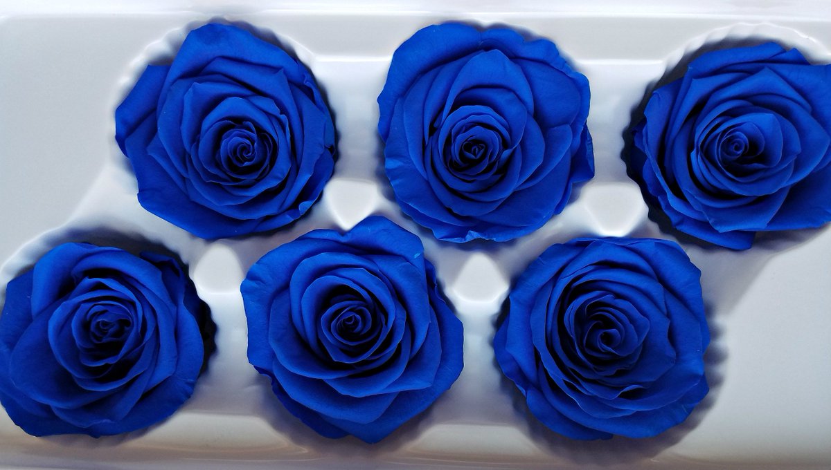endlessblossoms's tweet photo. : royal blue preserved roses https://t.co/TOsivCprbZ #weddingdecor #decoration #bridalshower #preservedrosesale  #red #military #royalbluerose #bluerose #bluepreservedrose #militaryevent #redwhiteblue #americandecor https://t.co/zrvsxSknaD