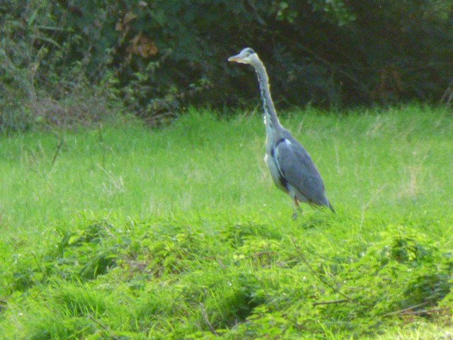 Maison Dieu BB Dover tweet media