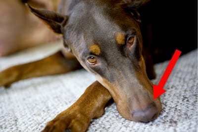 DobermanPlanet's tweet photo. Here are the most common reasons a Doberman may get a dry or cracked nose and what to do about it. This article was reviewed for accuracy by an accredited DVM.
#dobermanhealth #doberman #dobermanpinscher #dobiehealth #drynose https://t.co/D5X4K9PSZ8 https://t.co/hZqYb76l9n