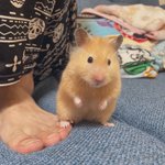 人間は自分よりも格下？!人間を見下すような態度をとるハムスター!