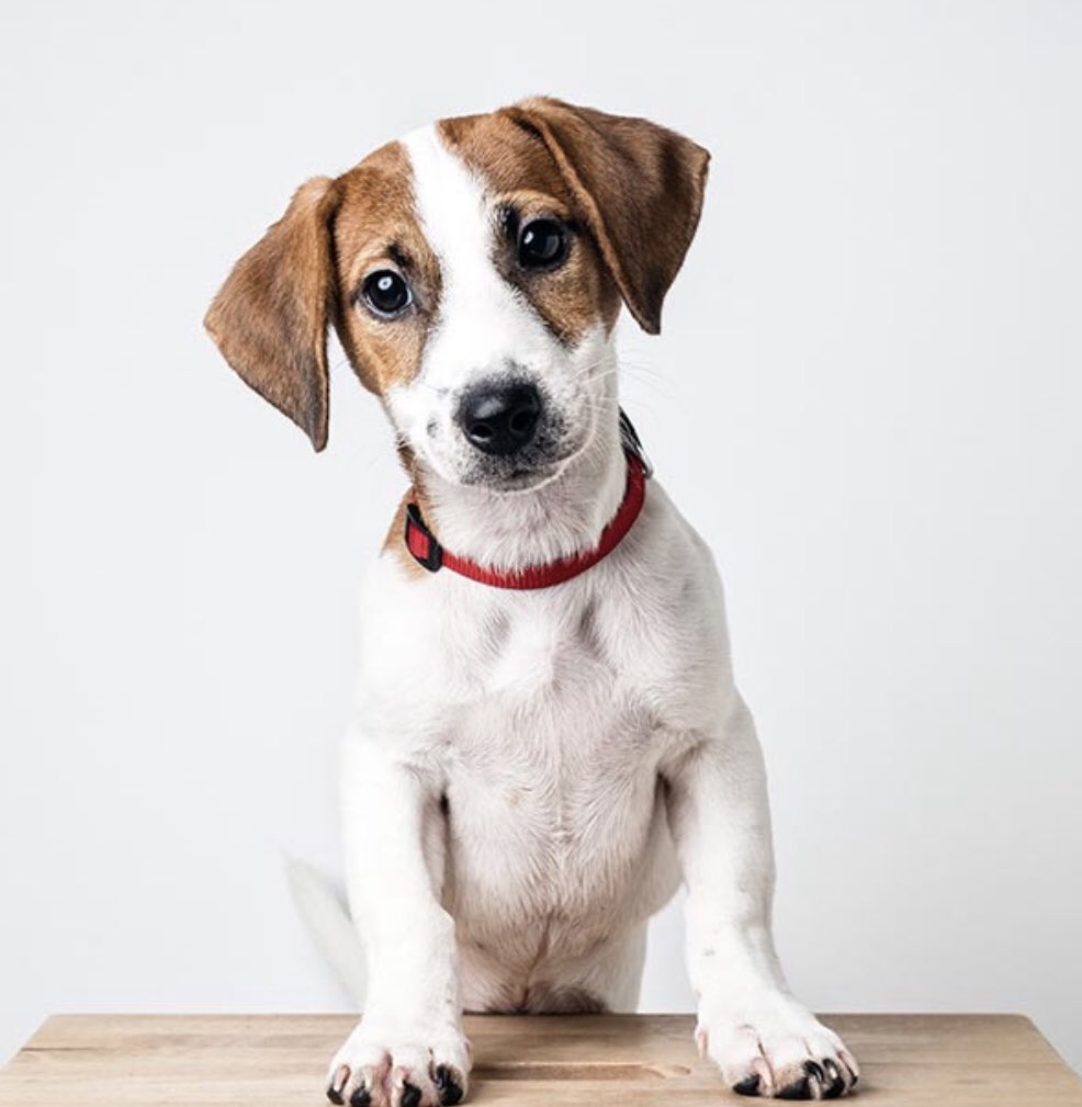 Amiguitoooooo para Ramón!!!! #mascotapais