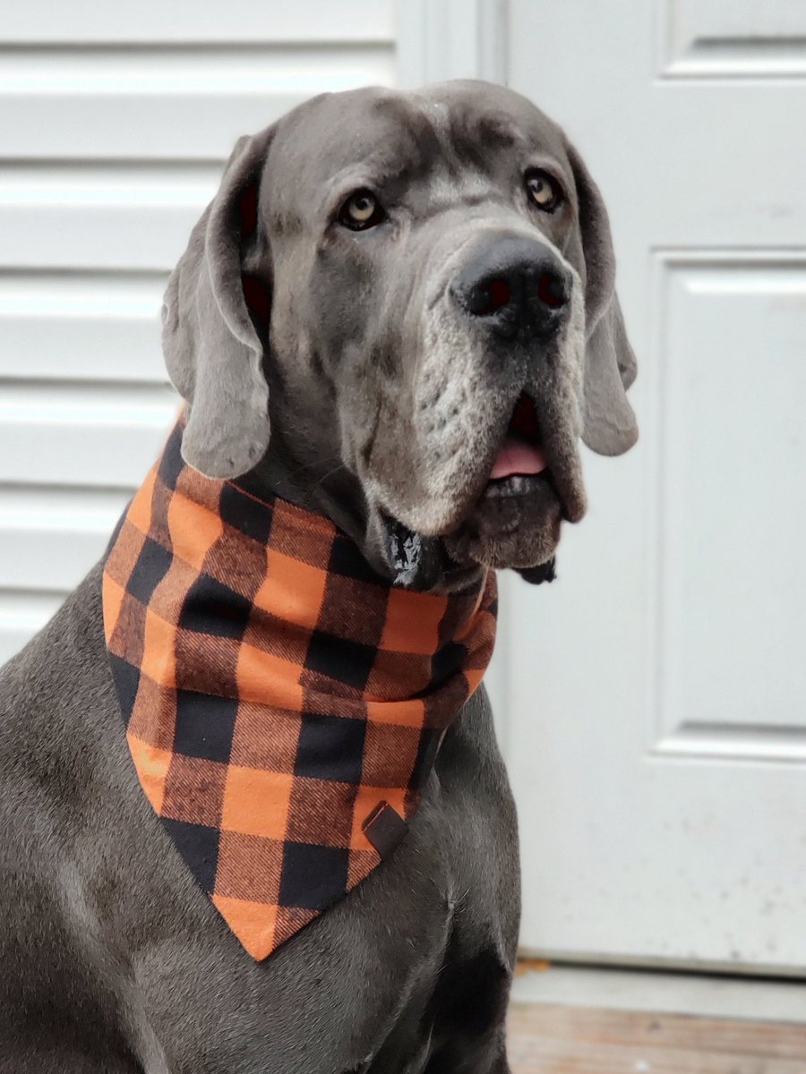 great dane scarf