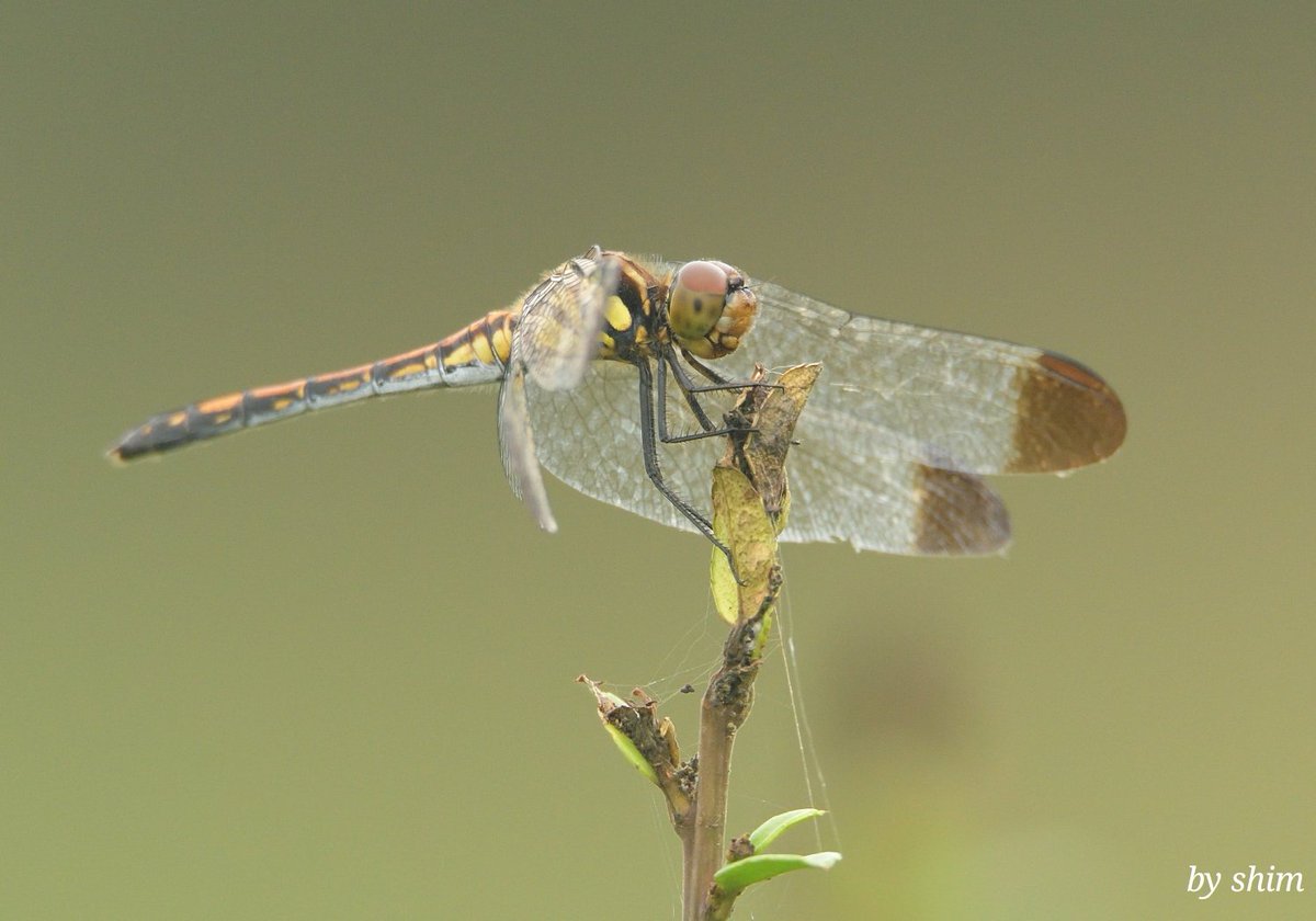 Autumn #dragonfly (I don't know the name) #nature