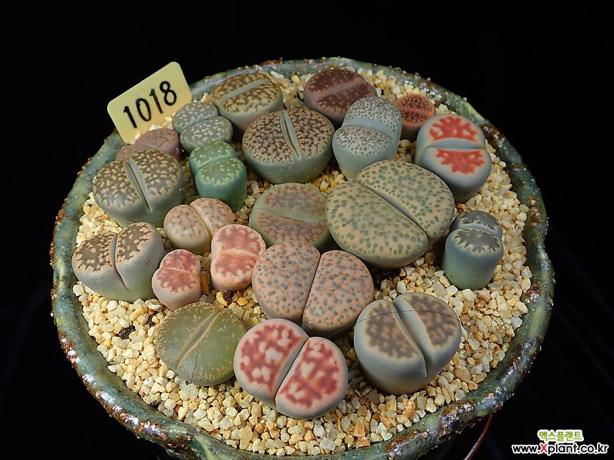 xplant7's tweet photo. 귀여운 #리톱스
#succulent #succulents #lithops #lithopslover #cactus #flower #plant #plantshop #gardening #다육식물 #다육이 #다육 #리톱스 #식물 #선인장 #가드닝 #정원 #たにく #たにくしょくぶつ #ハオルシア属 #多肉 #多肉植物 #植物 #суккуленты #суккулент #кактус #кактусы #растения https://t.co/MNClzikMIv