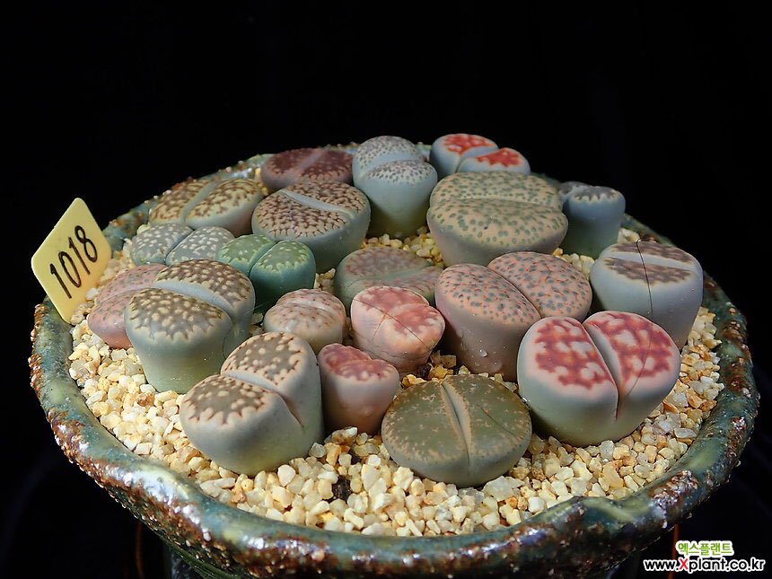 xplant7's tweet photo. 귀여운 #리톱스
#succulent #succulents #lithops #lithopslover #cactus #flower #plant #plantshop #gardening #다육식물 #다육이 #다육 #리톱스 #식물 #선인장 #가드닝 #정원 #たにく #たにくしょくぶつ #ハオルシア属 #多肉 #多肉植物 #植物 #суккуленты #суккулент #кактус #кактусы #растения https://t.co/MNClzikMIv