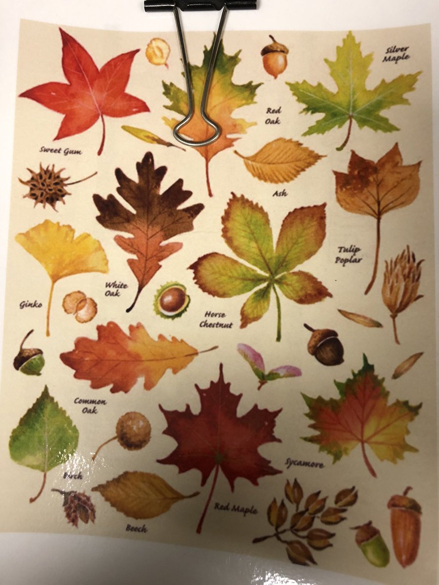 cobrascience217's tweet photo. My students earned a walk in the woods Friday. I challenged them to a scavenger hunt using a identification sheet....they didn’t disappoint!😍 #fall https://t.co/mHzpNSgGcN