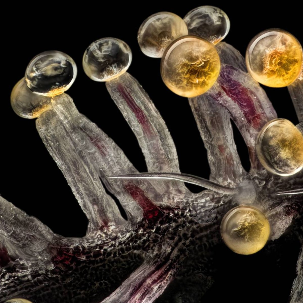 Ed Rosenthal tweet media