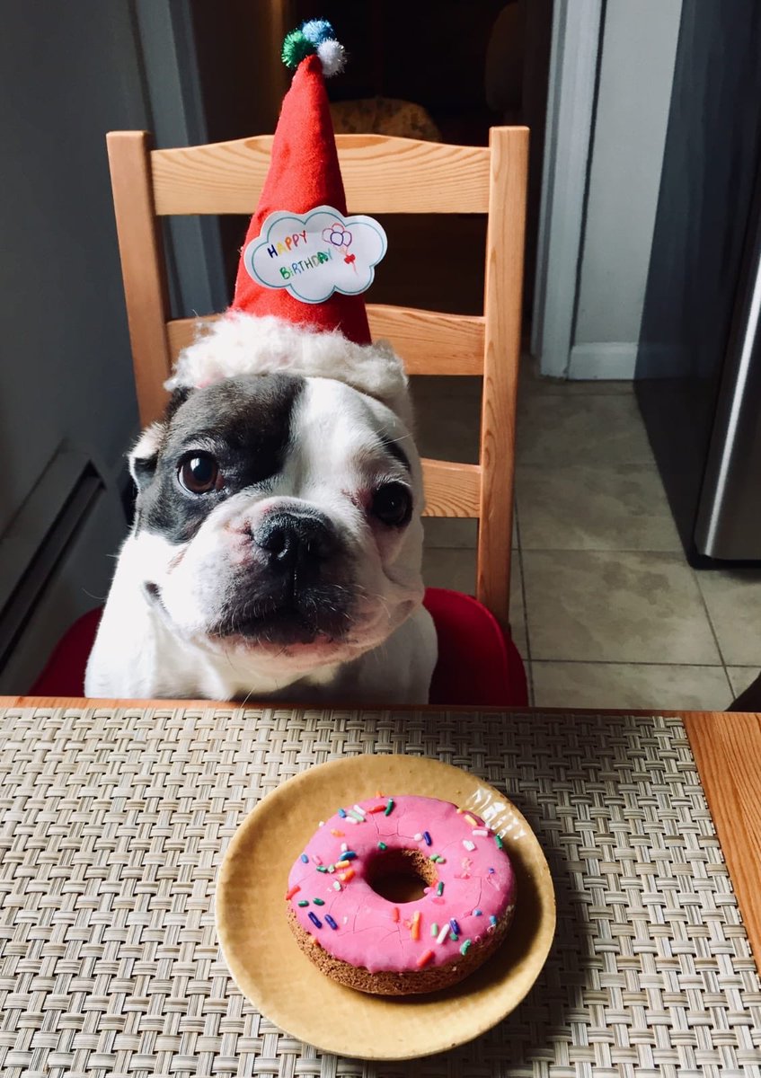 SenMTeresaRuiz's tweet photo. Happy #5th #birthday #Lola. #Silver has a sister with #paws. Monday’s aren’t so scary with after-din donuts 🍩! A doggone pawfect frenchie party with Orie, Lola’s best friend.
#Puparazzi #BarkingGoodTime #Family #Love #WhateverLolaWants #Lola #FIVE #HappyBirthday #LifeAintRuff https://t.co/iLKqelx0ye