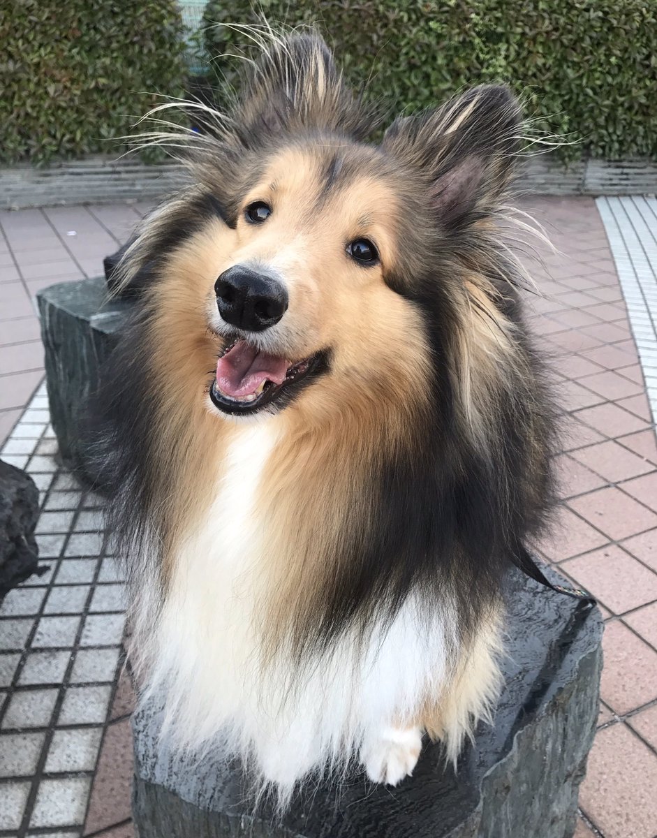 うちのイッヌ可愛くないすかまじシェルティ至高の犬 Jmのイラスト うちのイッヌ可愛くないすかまじシェルティ至高の犬 Jmのイラスト