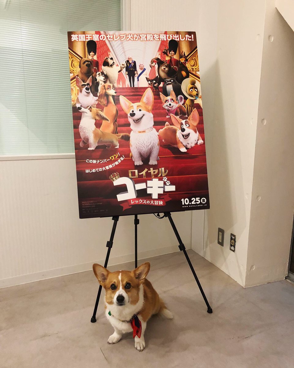 ロイヤルコーギー