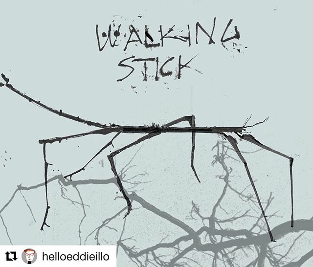 KidLitArtists's tweet photo. #Repost @helloeddieillo #kidlitartists
・・・
Walking Stick Bug can be over a foot long and looks EXACTLY like a twig. 20/31 inky bugs for #inktober #inktober2019 #sumiink #walkingstickbug #artisticinsect #artisticbug #scbwi #bugsarecool #inkybugs #camo… https://t.co/Ypbi3dzBnf https://t.co/4P6loS2aSA
