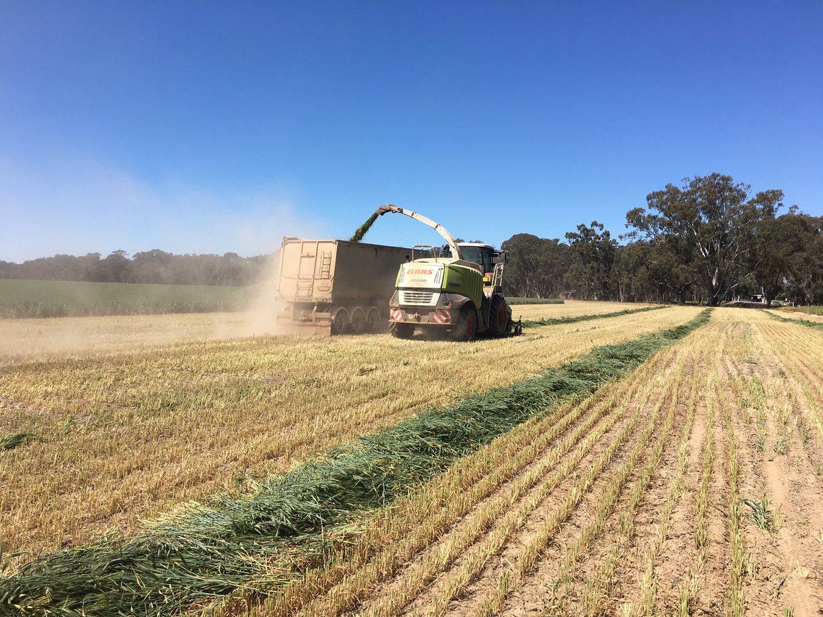 A bit sad to see this crop of Trojan being chopped.Bloody Ryegrass causing problems.Still pleased we’ve got something reasonable to cut and a good local market for it.