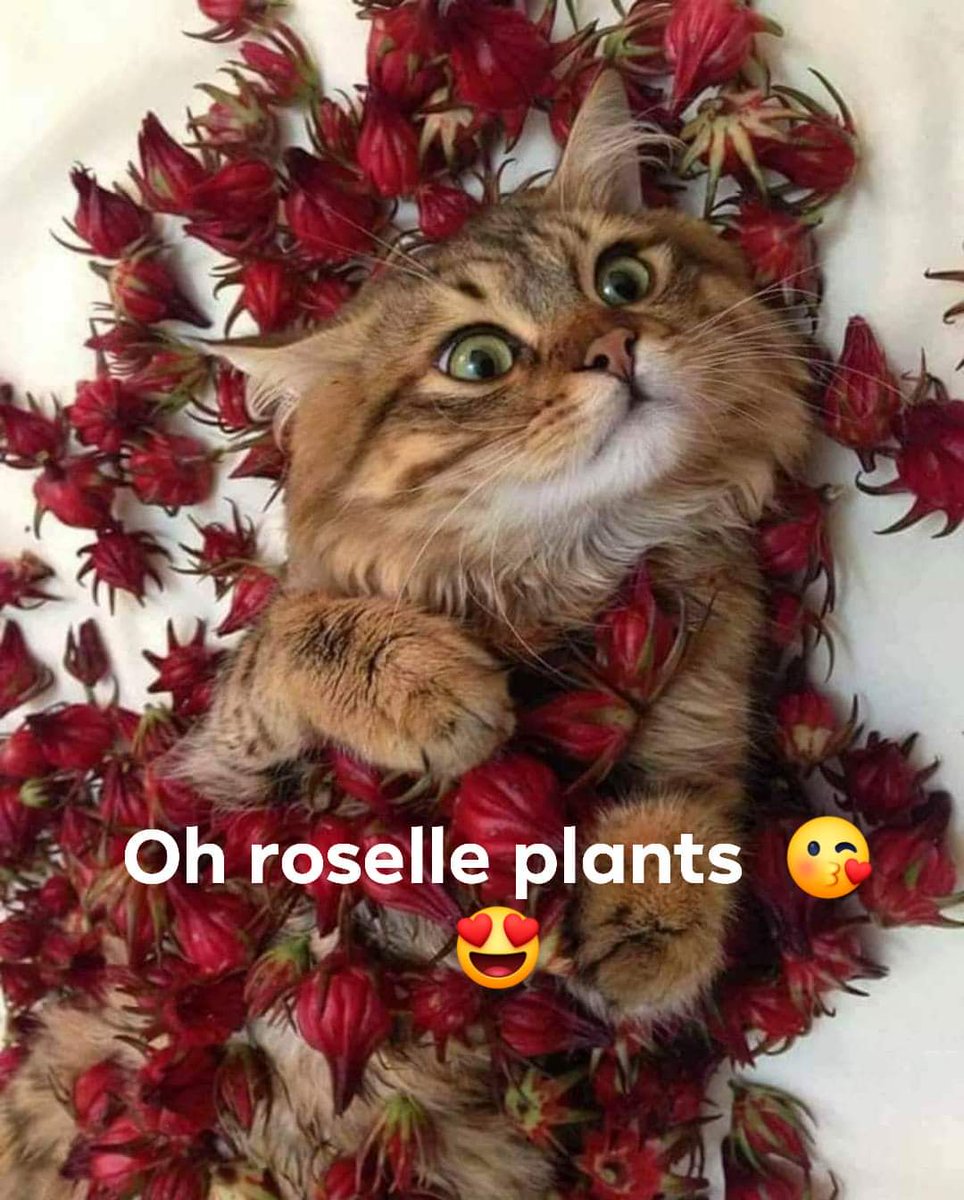 Dxnganoderma19's tweet image. #rosellecats