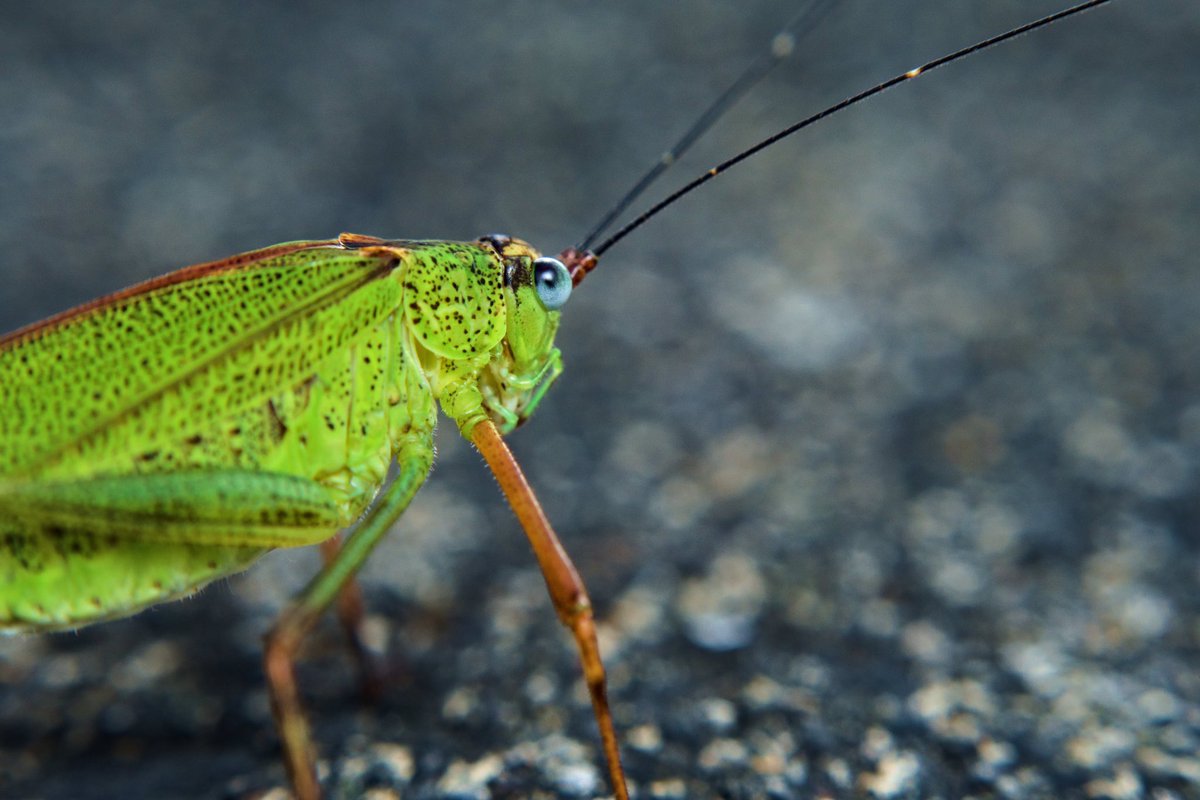 19k_dslr_n96's tweet photo. 昆虫苦手な人はごめんなさい

Ai Nikkor 50mm f/1.4をリバース接続してα6300で撮影

#昆虫 #マクロ #複眼 #リバースマクロ #macrophotography #reversemacro 
#写真好きな人と繋がりたい 
#写真撮ってる人と繫がりたい 
#ファインダー越しの私の世界ᅠ 
#写真で奏でる私の世界 https://t.co/ODcH0jqzQN